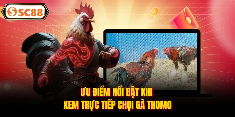 Ưu điểm nổi bật khi xem trực tiếp chọi gà Thomo